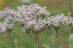 Eupatorium lindleyanum
