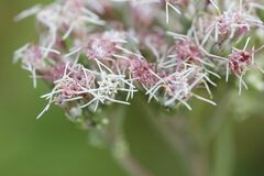 Eupatorium lindleyanum
