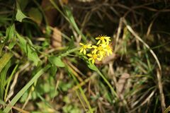 Solidago virgaurea asiatica