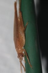 Aphonoidini