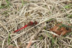 Sympetrum darwinianum