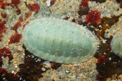 Ischnochiton