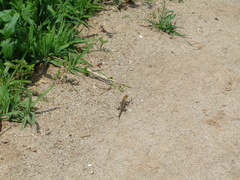 Stenocercus ornatissimus