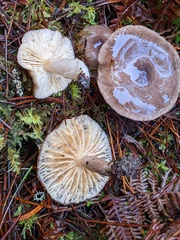 Lactarius pseudomucidus