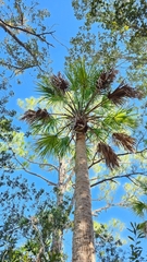 Sabal palmetto