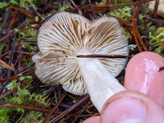 Lactarius pseudomucidus