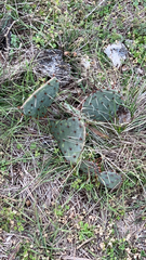 Opuntia macrorhiza