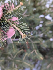 Abies lasiocarpa