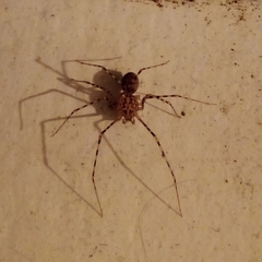 Scytodes globula