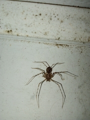 Scytodes globula
