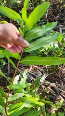 Acrostichum danaeifolium