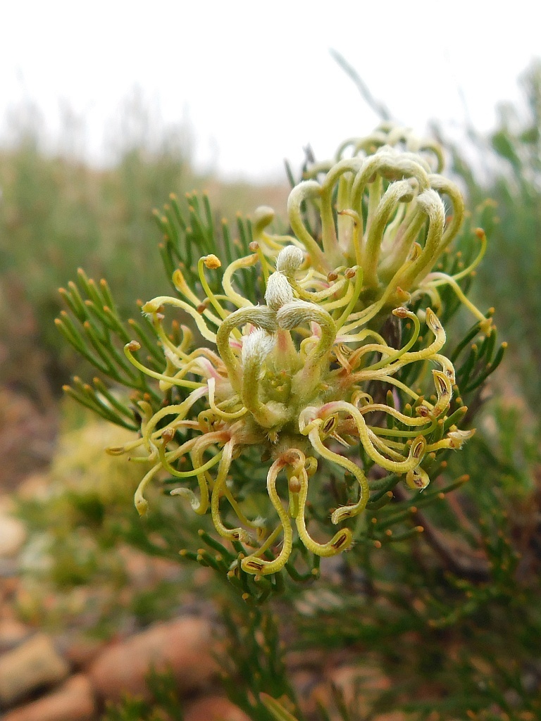 Rûens Spiderhead