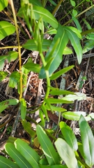 Acrostichum danaeifolium