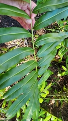 Acrostichum danaeifolium