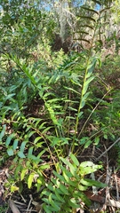 Acrostichum danaeifolium