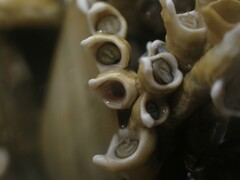 Galeolaria caespitosa