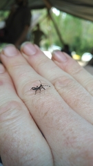 Gelonus tasmanicus