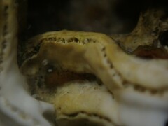 Galeolaria caespitosa