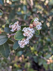 Ceanothus crassifolius