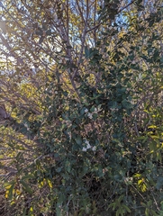 Ceanothus crassifolius