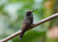 Colibri delphinae