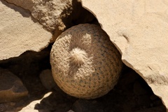 Epithelantha bokei