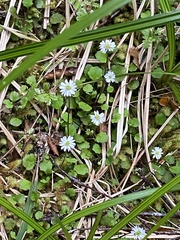 Lagenophora strangulata