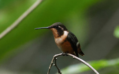 Philodice mitchellii