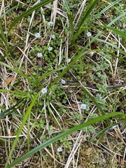 Lagenophora strangulata