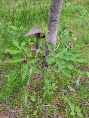 Arisaema serratum