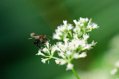 Geniotrigona thoracica