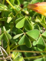 Oxalis californica
