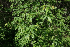 Salix pyrolifolia