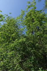 Salix pyrolifolia