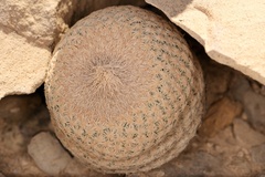 Epithelantha bokei