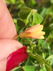 Oxalis californica