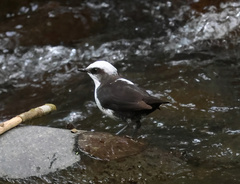Cinclus leucocephalus