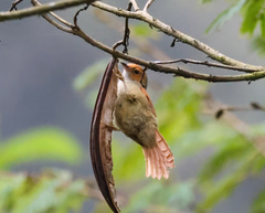 Cranioleuca erythrops