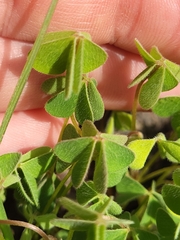 Oxalis californica