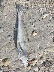 Menticirrhus