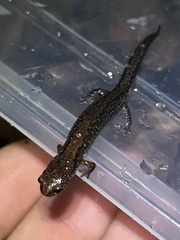 Plethodon ventralis