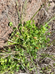 Oxalis californica