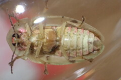 Aspisoma aegrotum