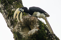 Anthracoceros albirostris