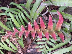 Blechnum novae-zelandiae