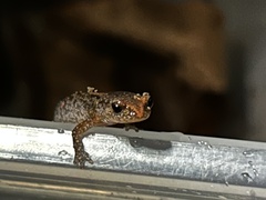 Plethodon ventralis