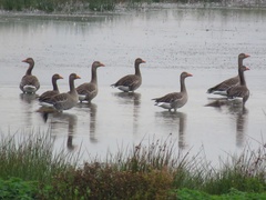 Anser anser