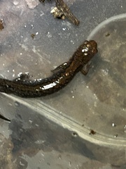 Plethodon ventralis