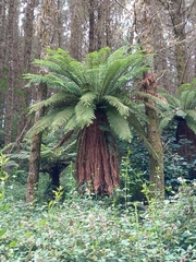 Dicksonia fibrosa