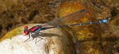 Argia cuprea